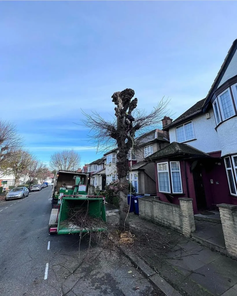 Tree removal in urban streets of durham