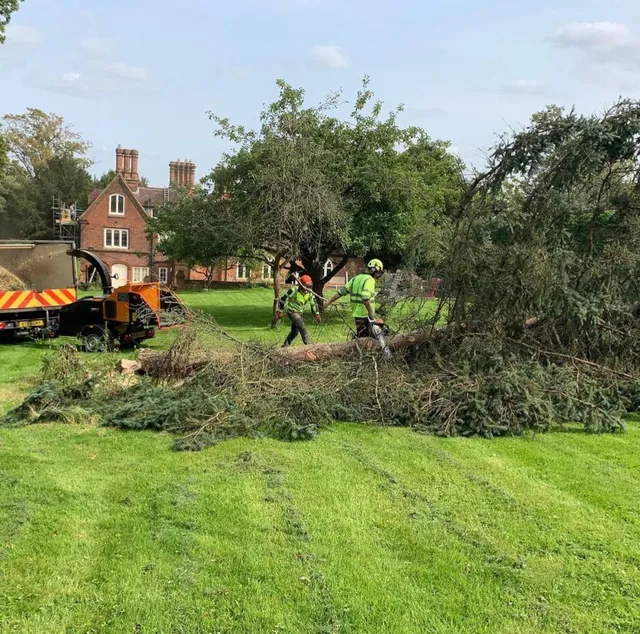 tree removal 