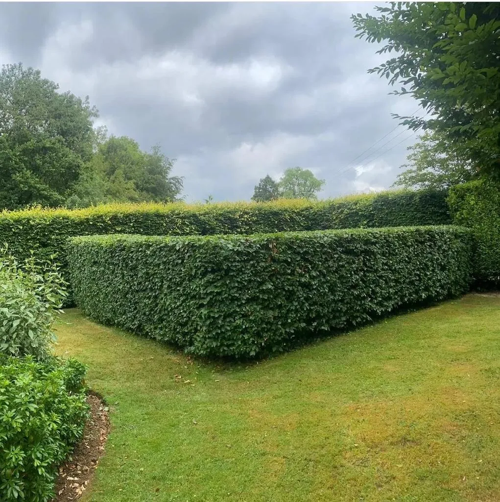 after picture of a hedge trimming 