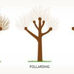 infographic of tree pollarding example 